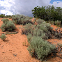 Sand Sage (Artemisia filifolia) essential oil