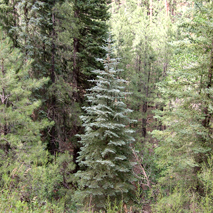 Blue Spruce (Wildcrafted) hydrosol