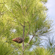 Calabrian Pine (Pinus eldarica) essential oil