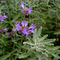 Sage, Cleveland hydrosol (cultivated)