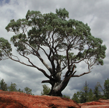 Utah Juniper (Juniperus osteosperma) essential oil