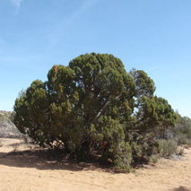 California Juniper (Juniperus californica) essential oil