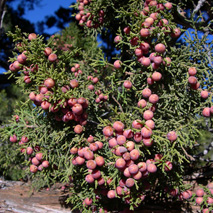 Arizona Juniper (Juniperus arizonicus) essential oil