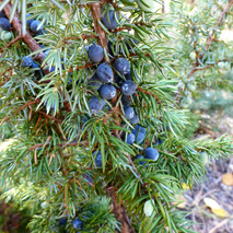 Common Juniper (Juniperus communis var. depressa) essential oil