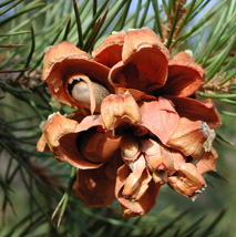 Pinyon Pine Cone (Pinus edulis) essential oil