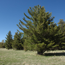 Southwestern White Pine (Pinus strobiformis) essential oil