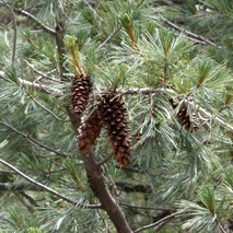 Southwestern White Pine Cone (Pinus strobiformis) essential oil