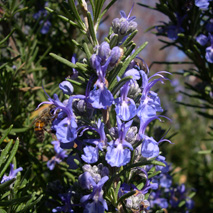 Rosemary, Cineole hydrosol (cultivated)