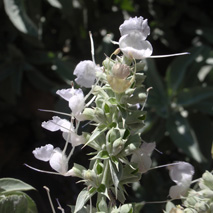 White Sage (Salvia apiana) fresh essential oil