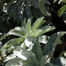 Sage, White hydrosol (cultivated)