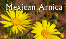 Mexican Arnica essential oil from the Southwest