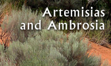 Artemisia essential oils from Arizona