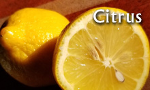 Citrus essential oils from Arizona