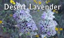 Desert Lavender essential oil from Arizona