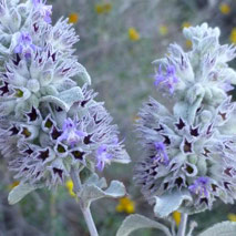 Desert Lavender Hydrosol (Wildcrafted)