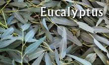 Eucalyptus essential oils Arizona