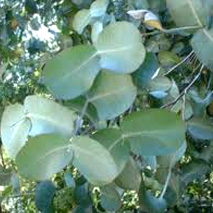 Eucalyptus, Omeo Gum hydrosol (cultivated)