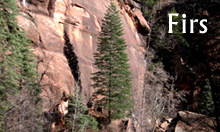 Fir essential oils wild-harvested from Arizona