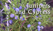 Juniper essential oils gathered and distilled in Arizona