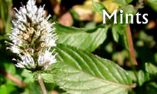 Naturalized, wild-harvested mint essential oils from Arizona