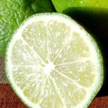 Organic Lime Peel (Citrus x aurantiifolia) essential oil