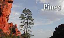 Pine essential oils, sustainably harvested and distilled in Arizona