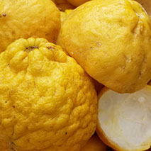 Organic Lime Peel (Citrus x aurantiifolia) essential oil
