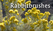 Rabbitbbrush essential oils from Northern Arizona, distilled in Sedona
