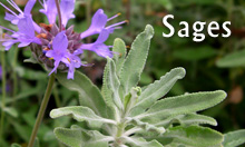 Sage essential oils from Arizona and California