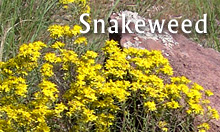 Snakeweed essential oil from the Sedona area in Arizona