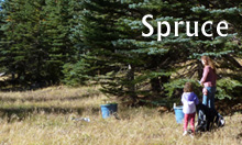 Blue Spruce essential oil from Northern Arizona