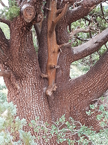 Alligator Juniper (Juniperus deppeana) essential oil