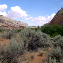 Sagebrush (Artemisia tridentata) essential oil