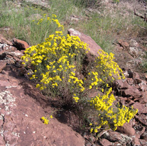 Snakeweed (Guttierrezia sarothrae) essential oil