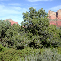 Utah Juniper (Juniperus osteosperma) essential oil