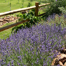 Lavender hydrosol (cultivated)