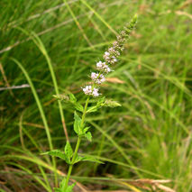 Spearmint (Mentha spicata) wild essential oil