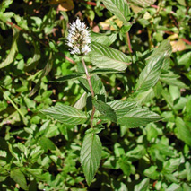 Peppermint, Wild (Mentha x piperita) essential oil