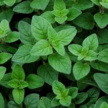 Oregano hydrosol (cultivated)