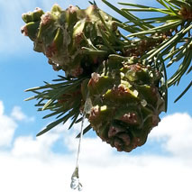 Pinyon Pine Cone (Pinus edulis) essential oil