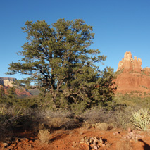 Pinyon Pine (Pinus edulis) essential oil