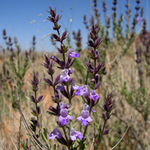 Rosemary Mint (Poliomentha incana) essential oil