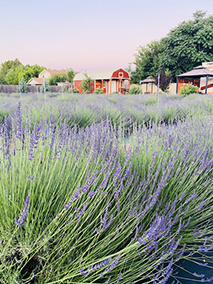 Lavandin (Lavandula x intermedia) essential oil