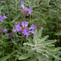 Cleveland Sage (Salvia clevelandii) essential oil