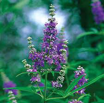 Vitex hydrosol (cultivated)