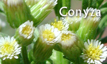 Conyza essential oils