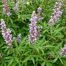 Vitex (Chaste Berry) (Vitex agnus-castus) essential oil