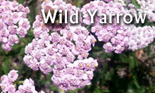 Wild Yarrow essential oil from the Sedona area in Arizona