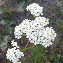 Vitex hydrosol (cultivated)