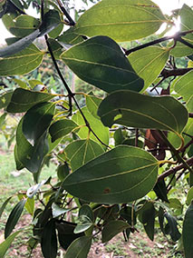 Cinnamon Leaf Jamaican Essential Oil